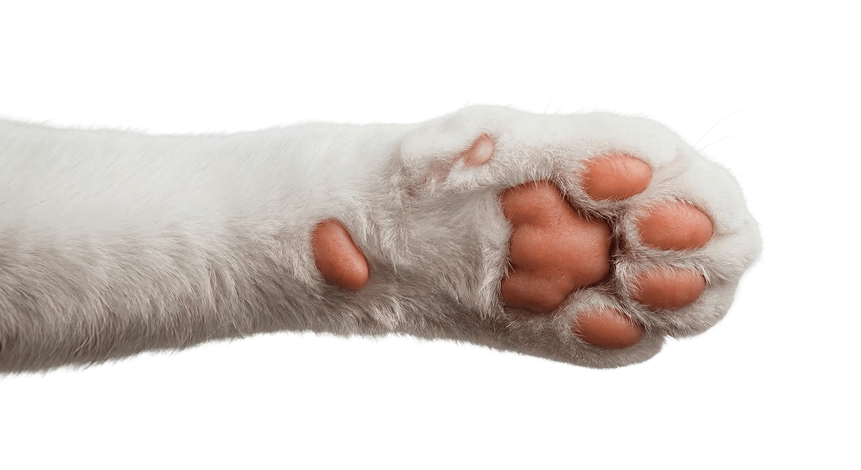 pet mascot paw
