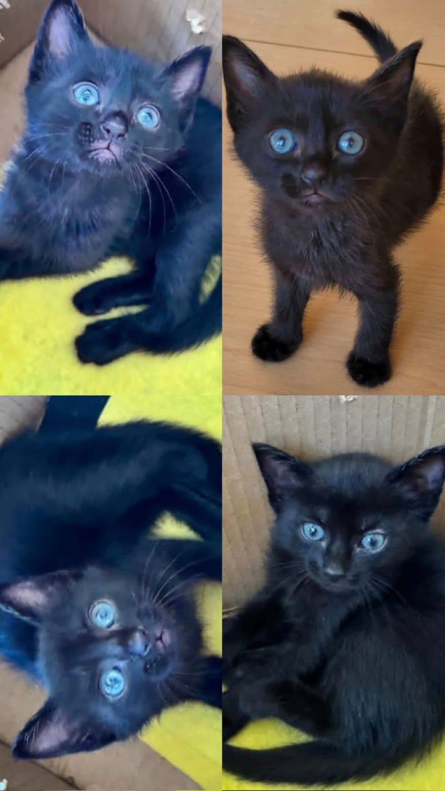siyah sağlıklı dişi kedi bulduk.