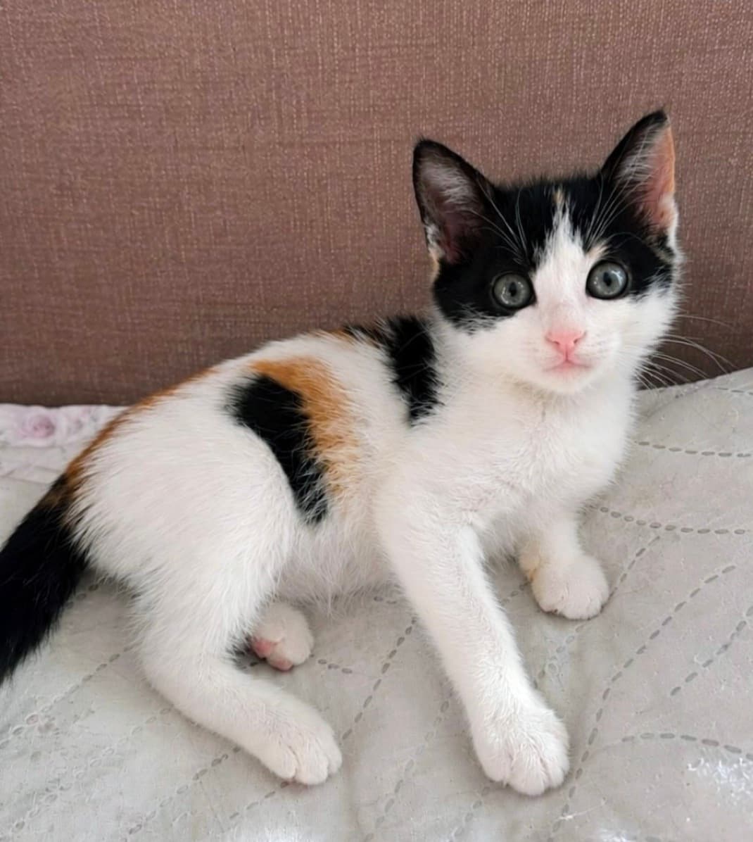 Mia Yuva Arıyor