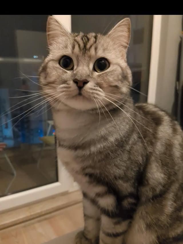 Takip sartiyla Onunla ilgilenebilecek, oynayacak sabirli yuva ariyorum