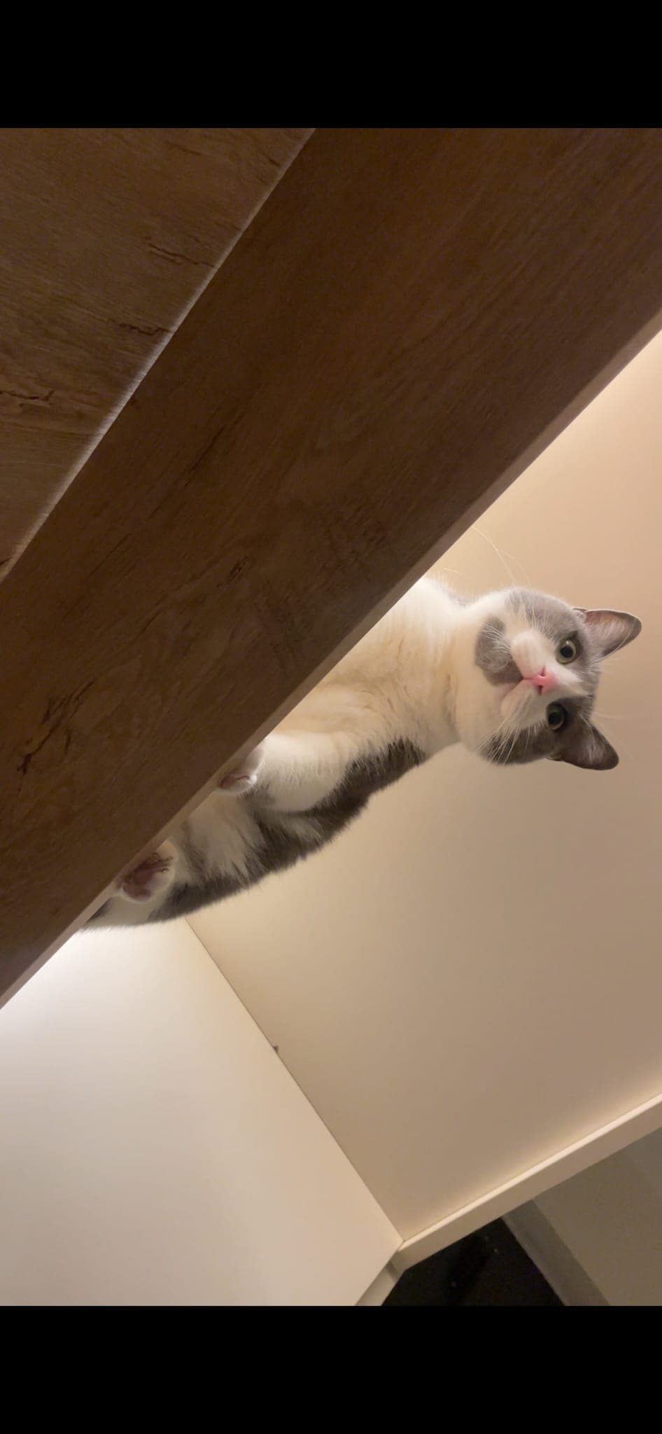 Kayıp Kedi Boncuk İzmir/Konak
