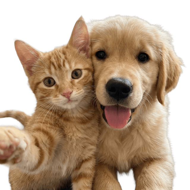 Kedi ve köpek selfie