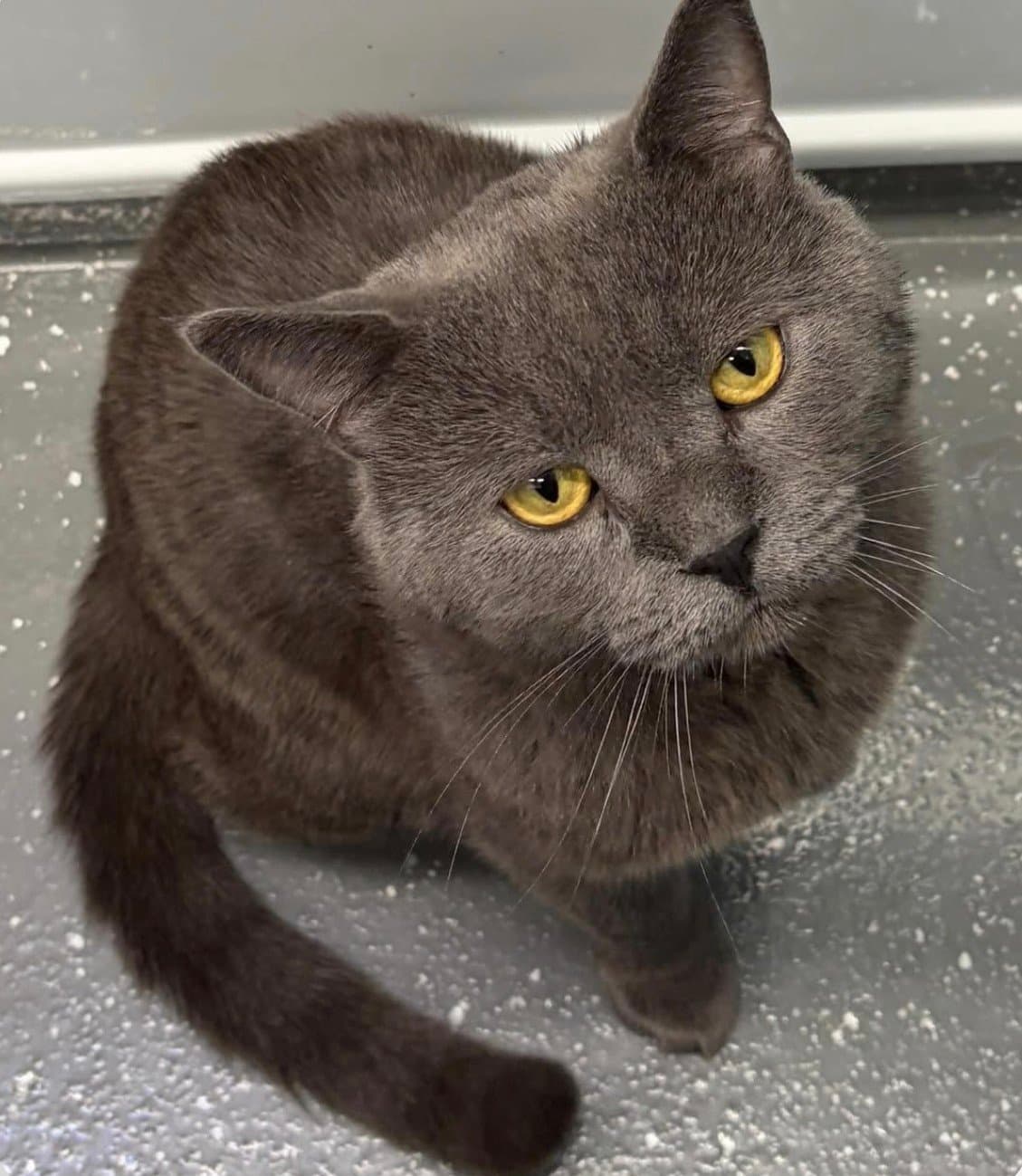 British Shorthair cinsi erkek kedimiz için sevgi dolu ve sorumluluk sahibi bir yuva arıyoruz.