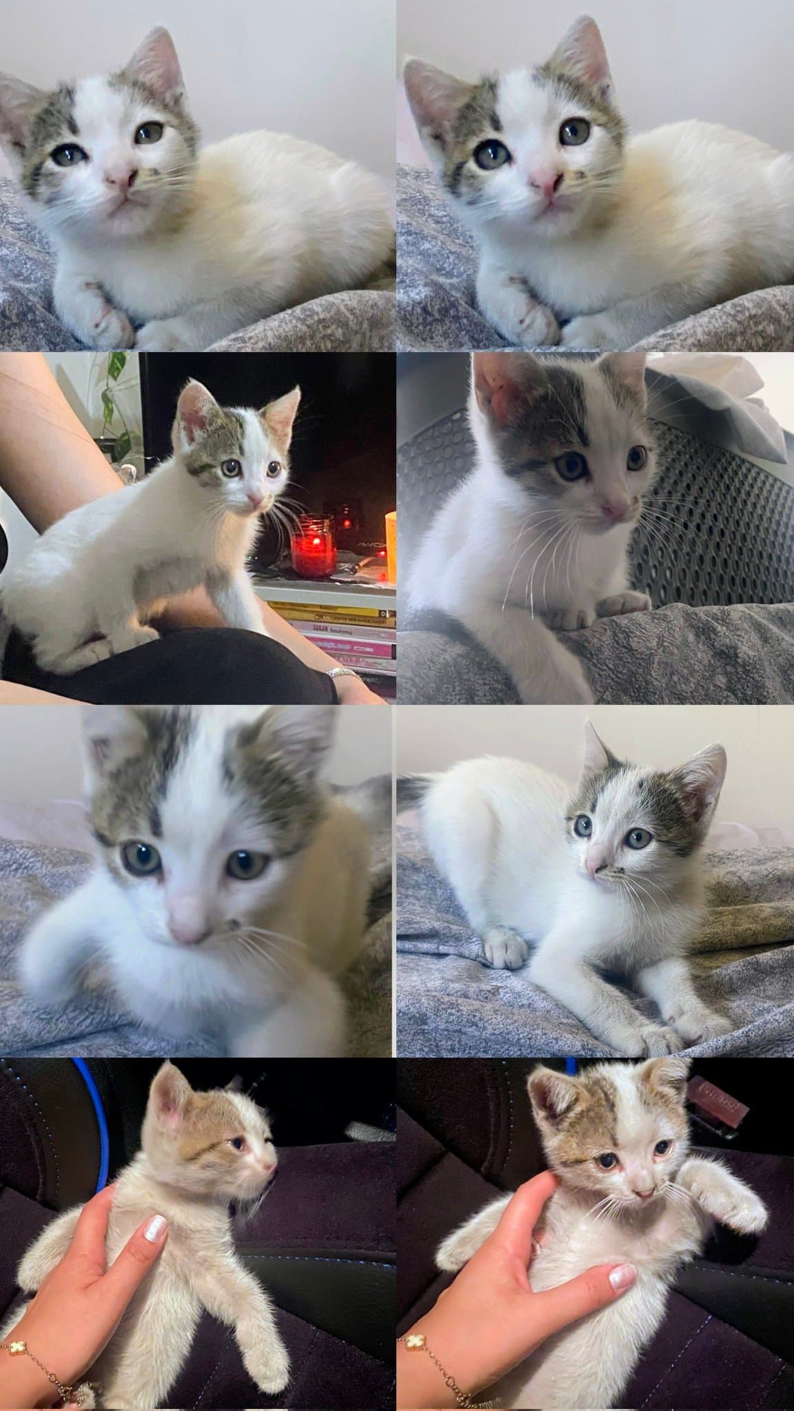 Minik Yavru Yuvasını Arıyor