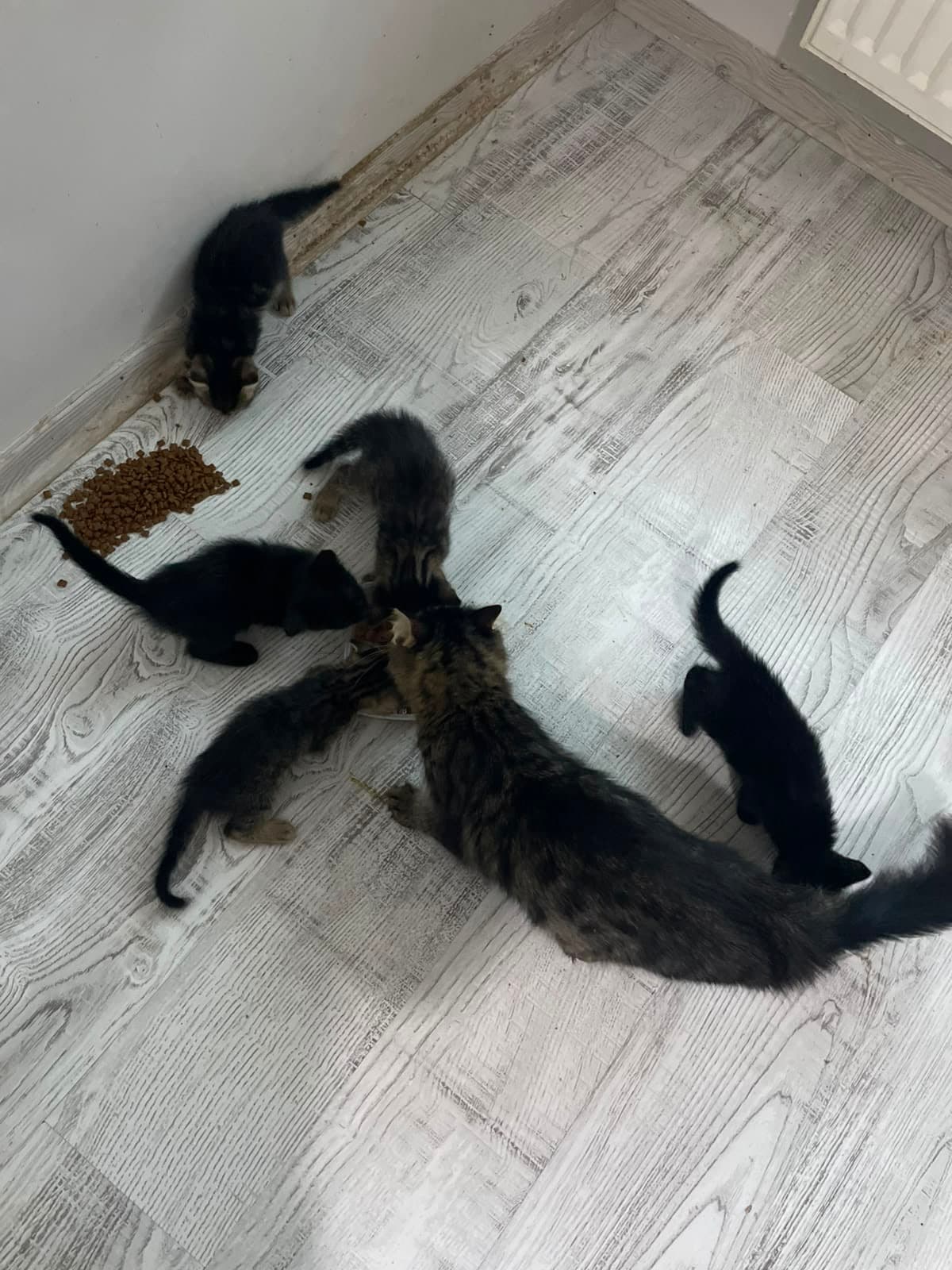 5 Yavru Yuva Arıyor