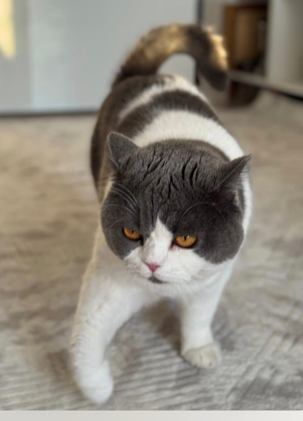 British Shorthair 2 yaşında Erkek ve kısır.