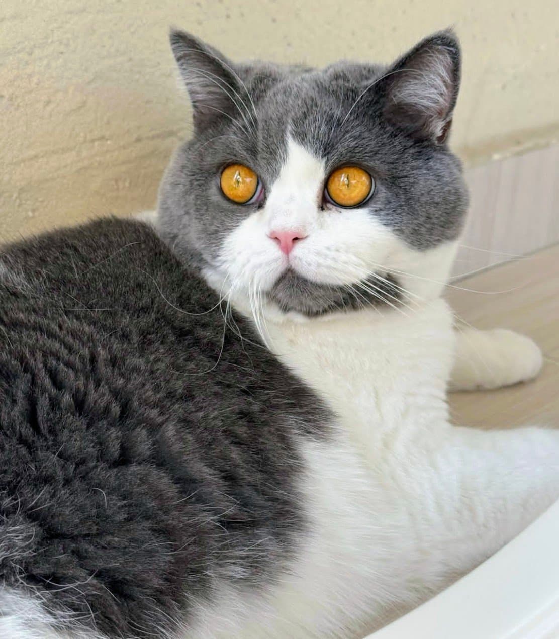 British Shorthair 2 yaşında Erkek ve kısır.