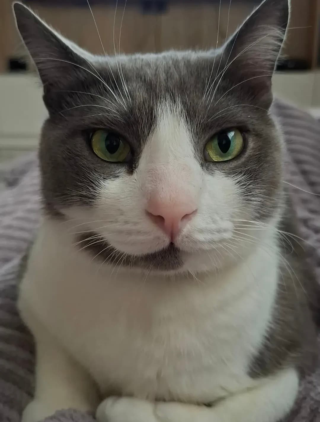 İzmir Murat Reis Mh. Kayıp Kedi