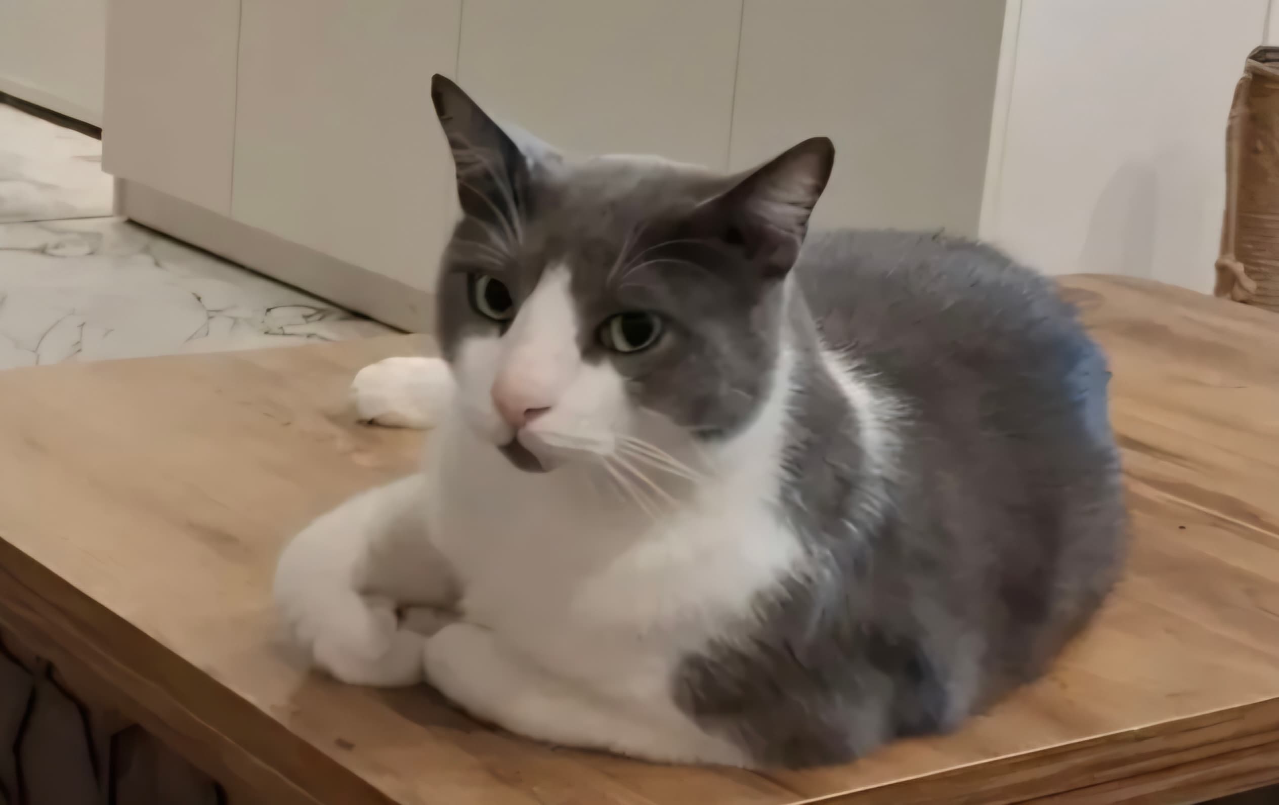 İzmir Murat Reis Mh. Kayıp Kedi