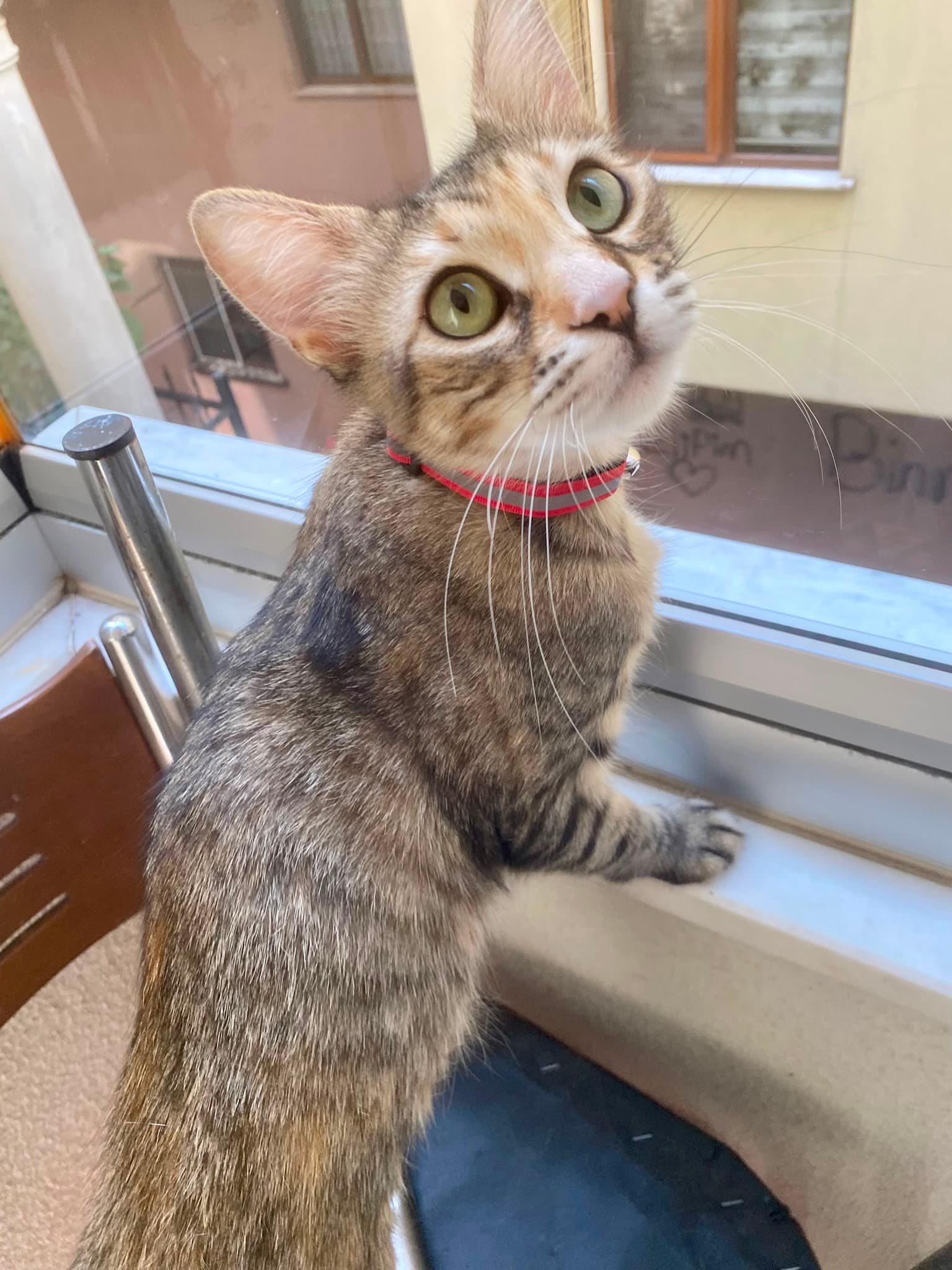 DİŞİ KISIR EV KEDİSİNE ÖMÜRLÜK YUVA