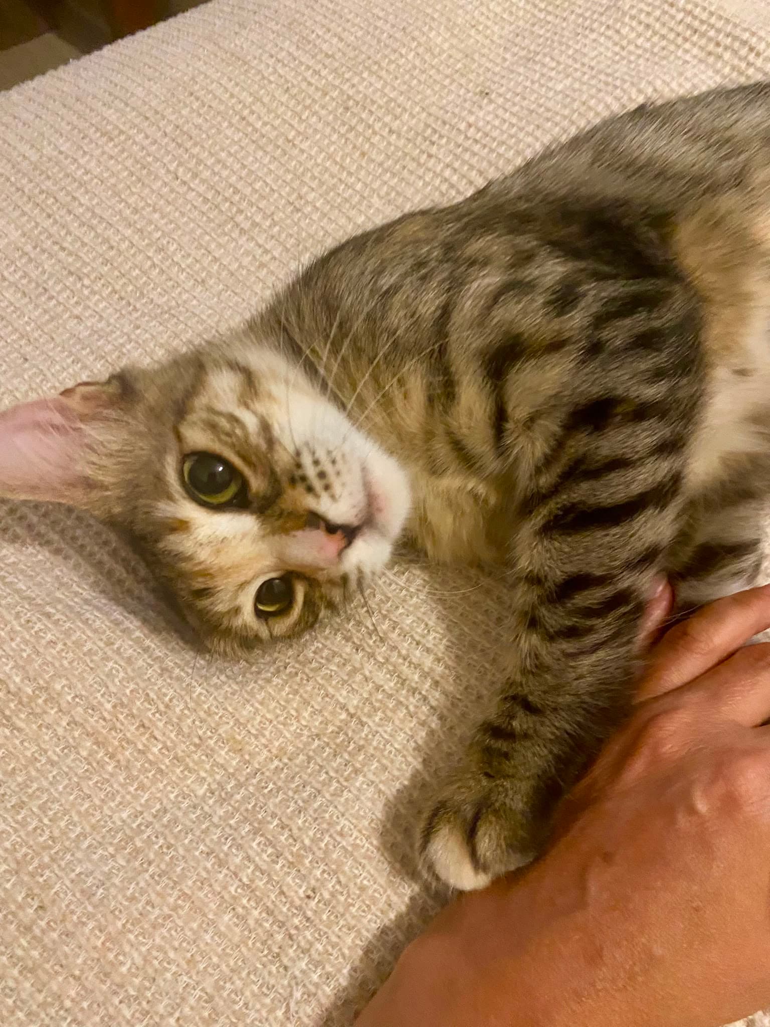 DİŞİ KISIR EV KEDİSİNE ÖMÜRLÜK YUVA