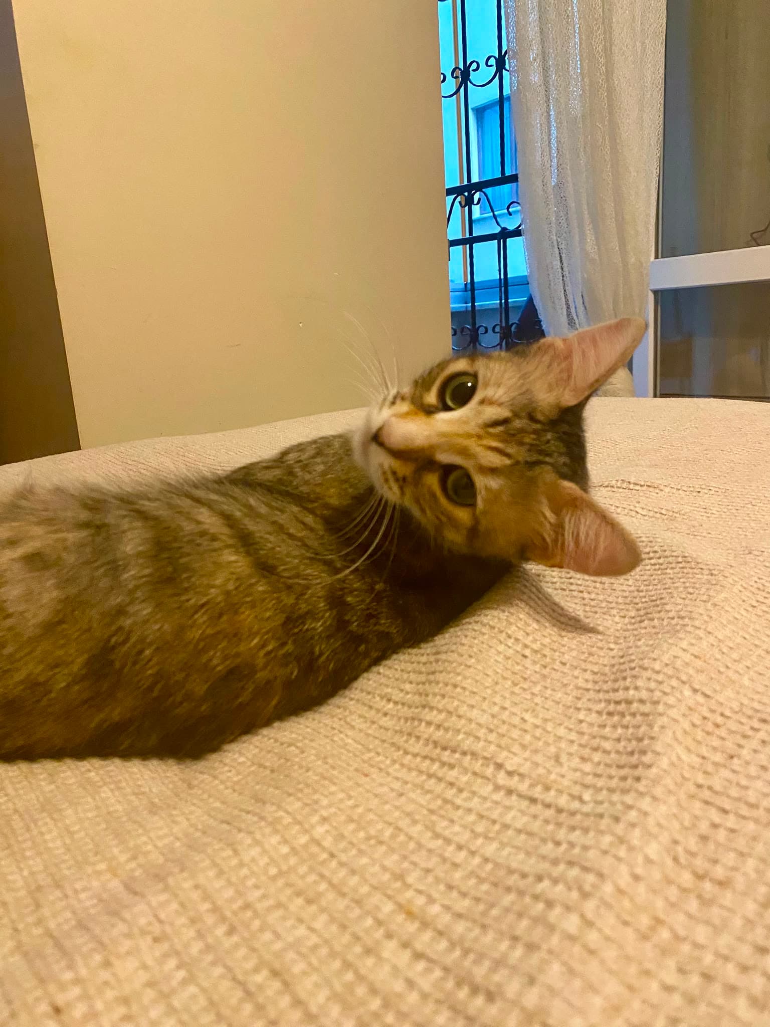 DİŞİ KISIR EV KEDİSİNE ÖMÜRLÜK YUVA
