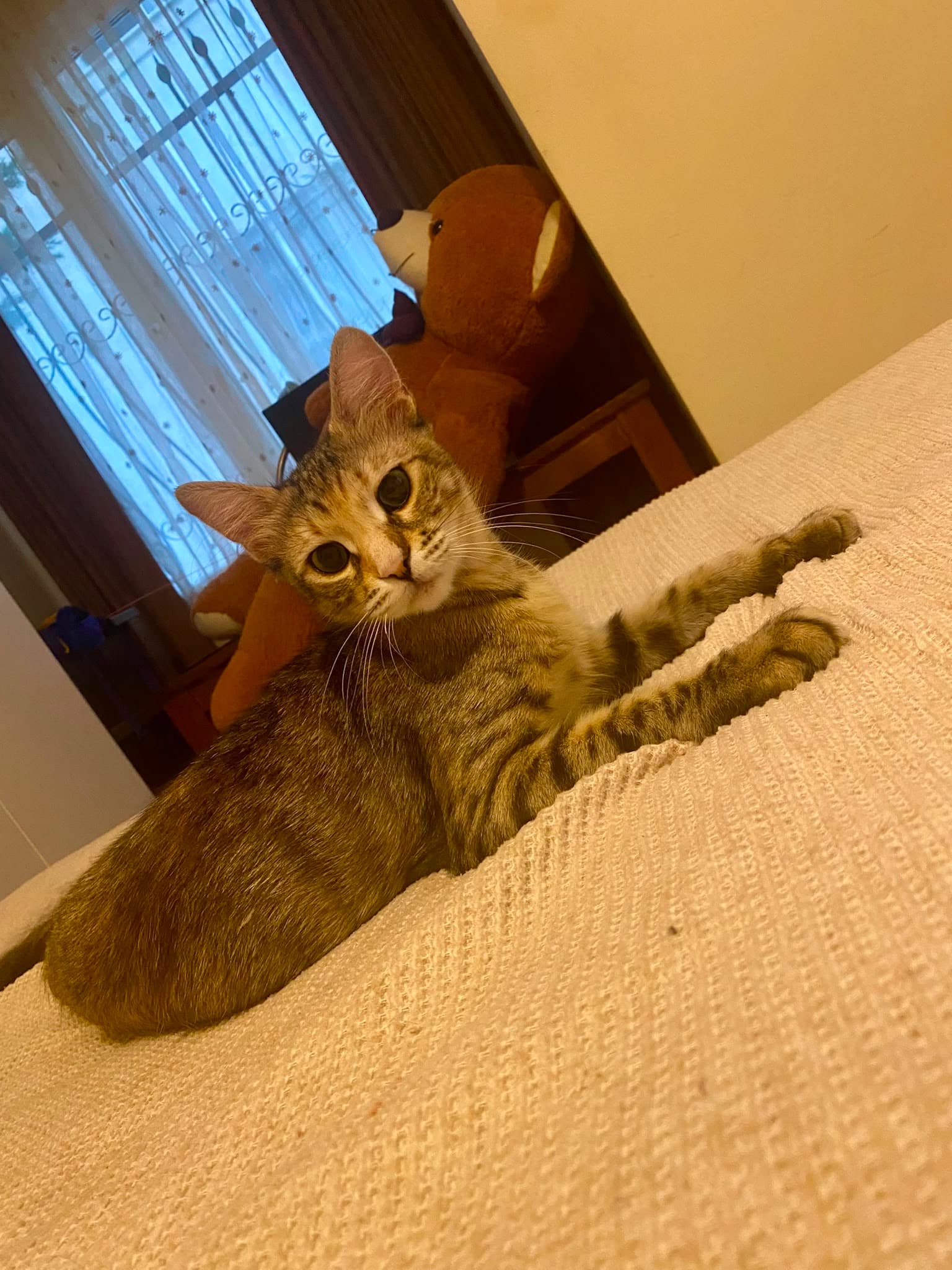 DİŞİ KISIR EV KEDİSİNE ÖMÜRLÜK YUVA