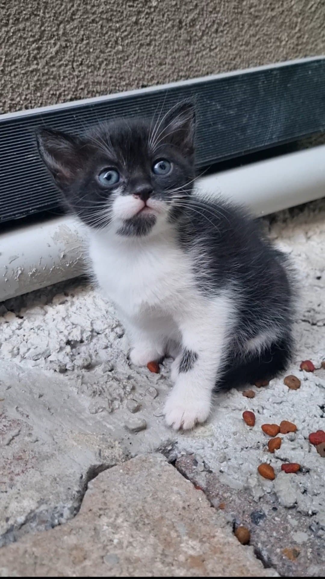 1.5 aylık bu çocuklara lütfen en kısa sürede yuva bulalım.