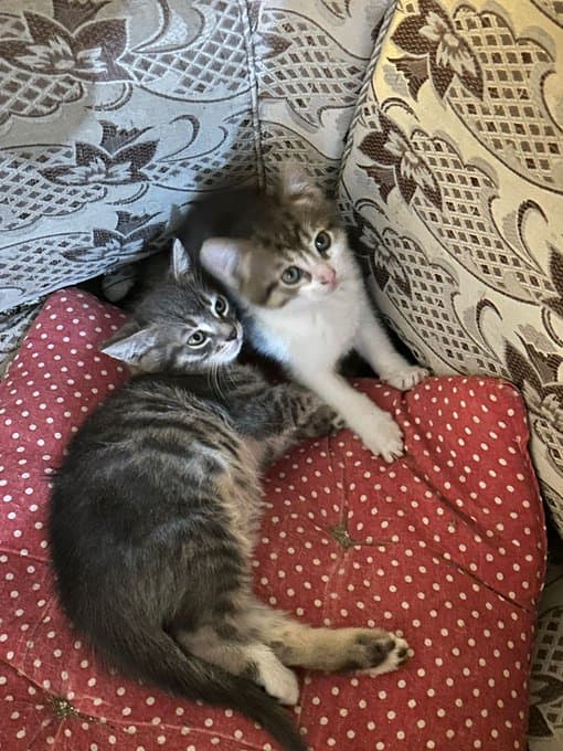 Dükkanda doğan 3 minik kedi, ömürlük yuvalarını arıyor.