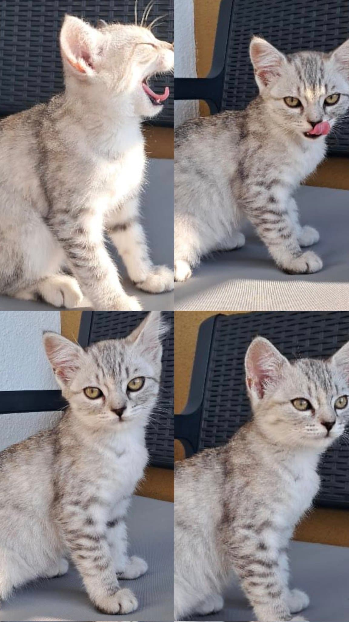 Lunaya Yuva Arıyoruz